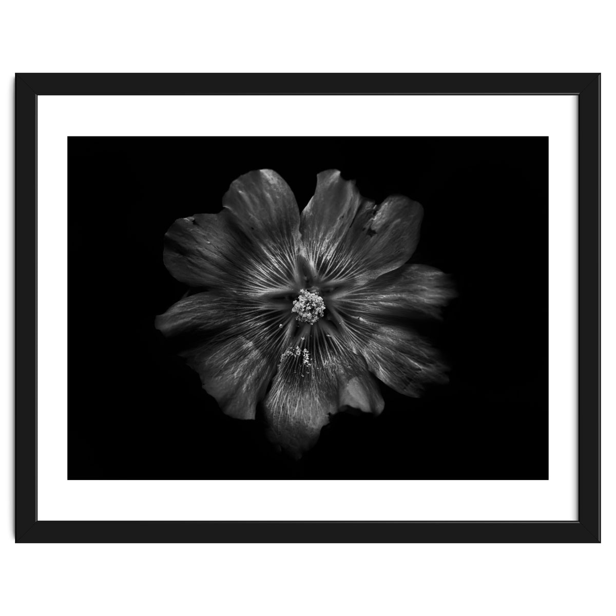 Backyard Flowers In Black And White 22