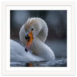White Swan Bird With Water Droplets In Rain thumbnail
