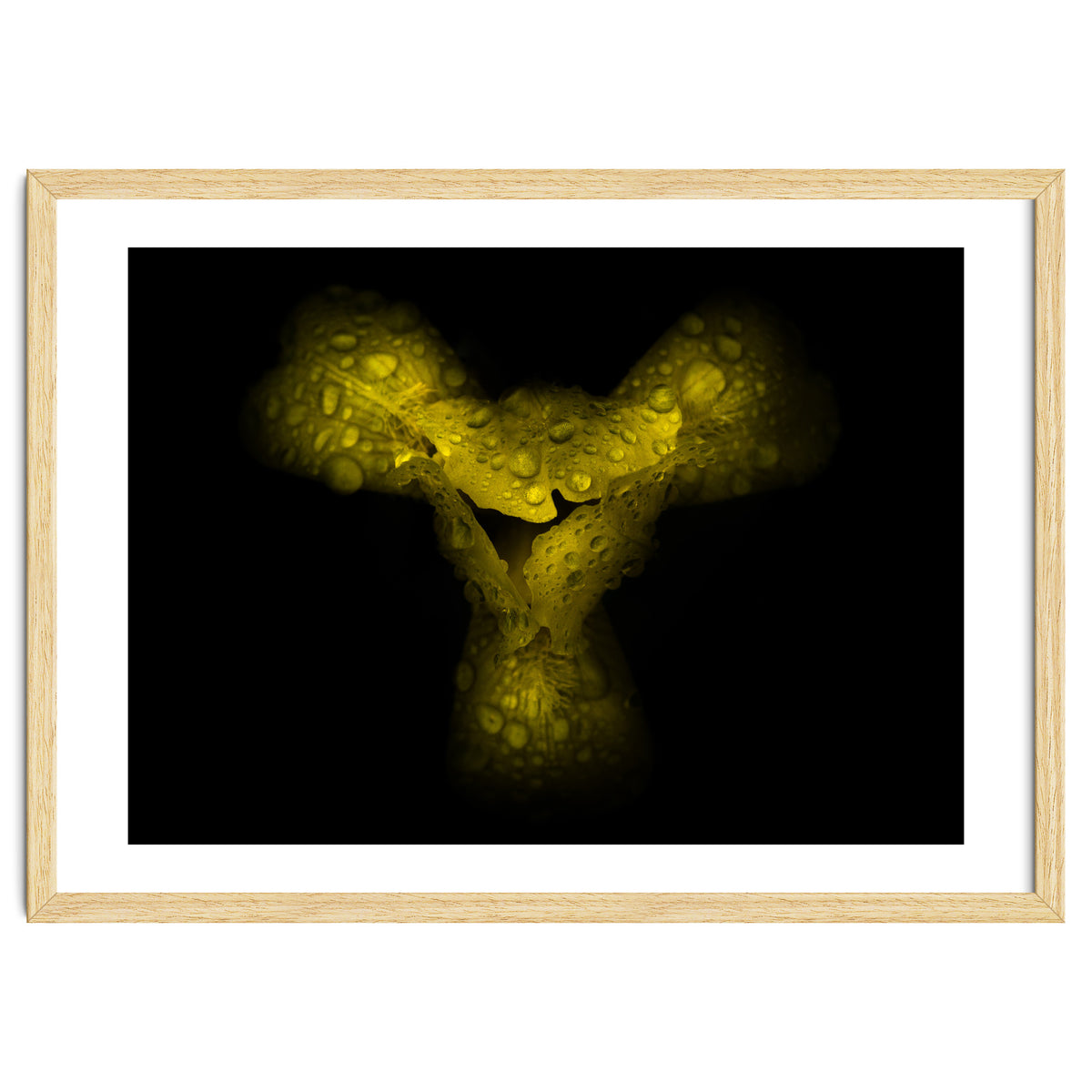 Backyard Flowers No 70 Color Version