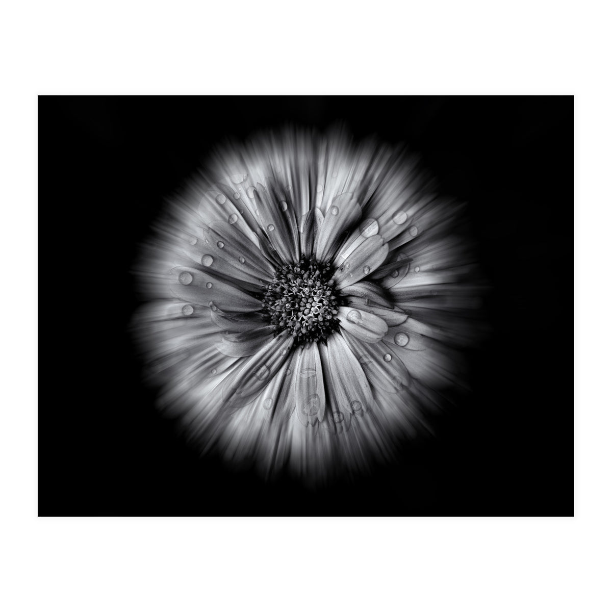 Backyard Flowers In Black And White No 10 Flow Version (Print Only)
