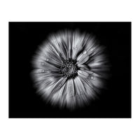 Backyard Flowers In Black And White No 10 Flow Version (Print Only)