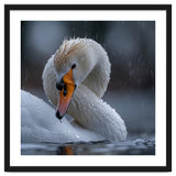 White Swan Bird With Water Droplets In Rain thumbnail