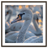 Majestic Swan Close Up With Water Droplets thumbnail