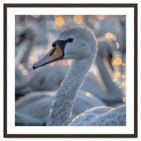 Majestic Swan Close Up With Water Droplets