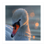 Close Up Of A Swan With Water Droplets (Print Only) thumbnail