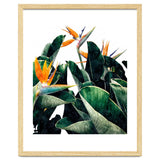 Paradise Bird, Nature Botanical Plant Floral, Tropical Garden Watercolor Painting thumbnail