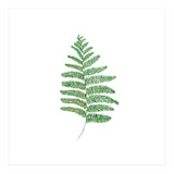 Fern  (Print Only) thumbnail