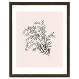 Acacia Botanical illustration thumbnail