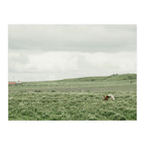 Horses in the middle of the green field - Iceland (Print Only) thumbnail