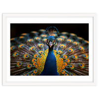 Close Up Peacock Displaying Its Feathers