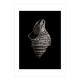 Shells No 2 (Print Only) thumbnail