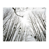 Bare trees in the winter sky (Print Only) thumbnail