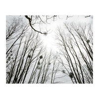 Bare trees in the winter sky (Print Only)