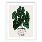 Philodendron Plant thumbnail