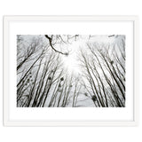 Bare trees in the winter sky thumbnail