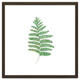 Fern thumbnail
