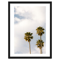 Sunset Palm Trees at California Boulevard