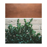 Plant + Copper (Print Only) thumbnail