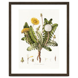 William Curtis – Dandelion (1777–1798) thumbnail