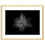 Backyard Flowers In Black And White No 28 Flow Version thumbnail