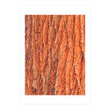 Tree Bark (Print Only) thumbnail