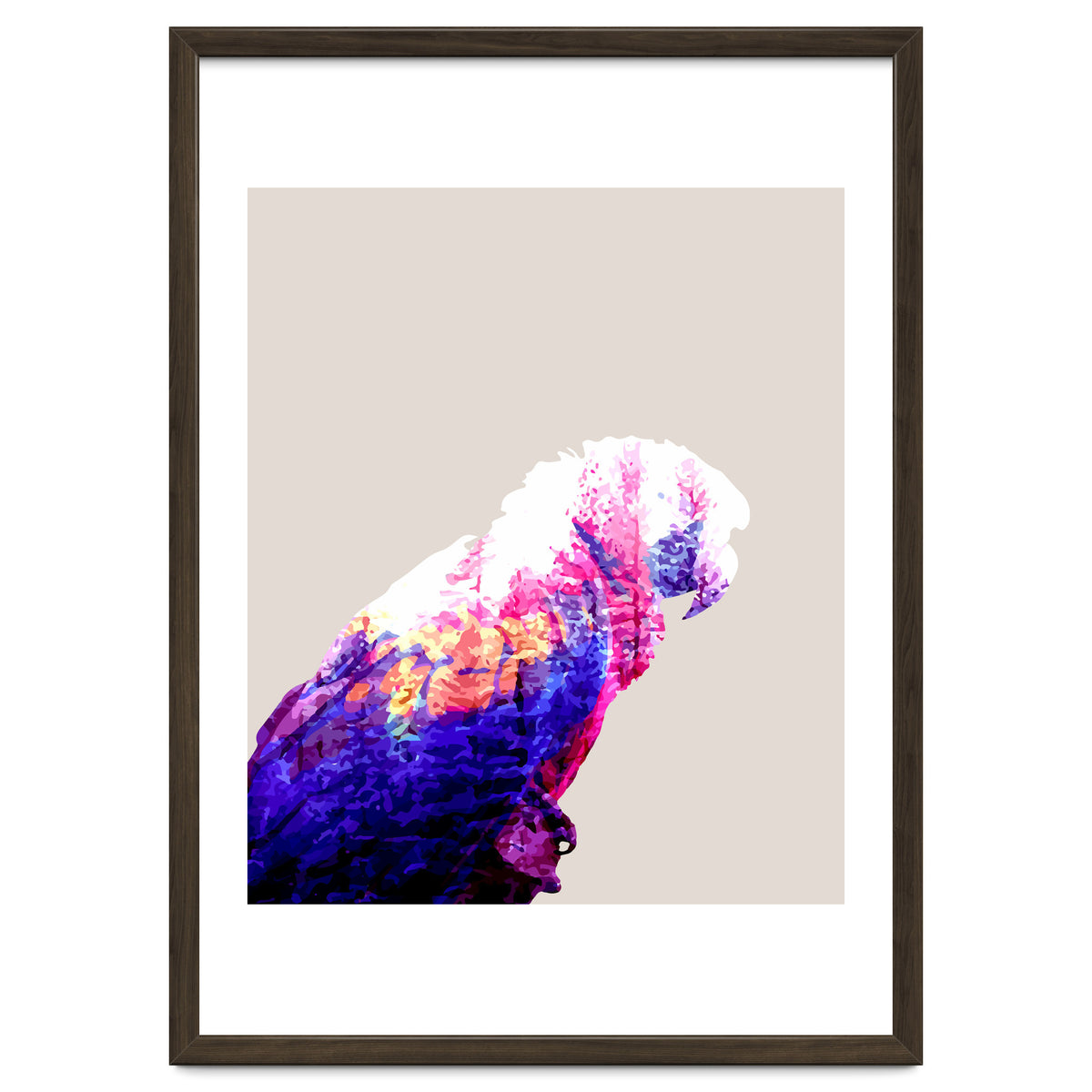 Macaw