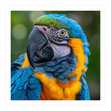 Close Up Blue And Yellow Macaw Parrot Face (Print Only) thumbnail