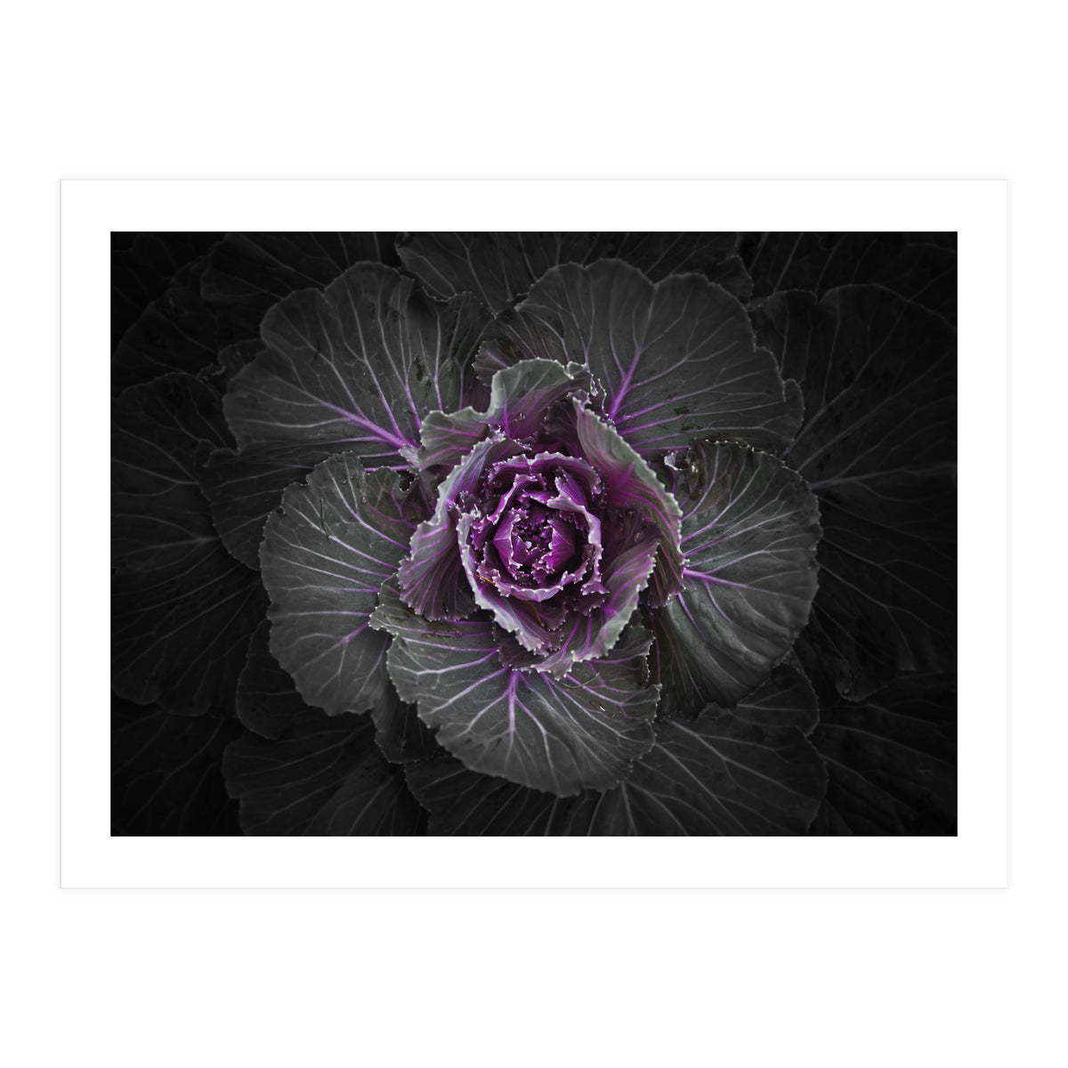 Backyard Flowers No 108 Color Version (Print Only)