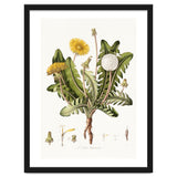 William Curtis – Dandelion (1777–1798) thumbnail