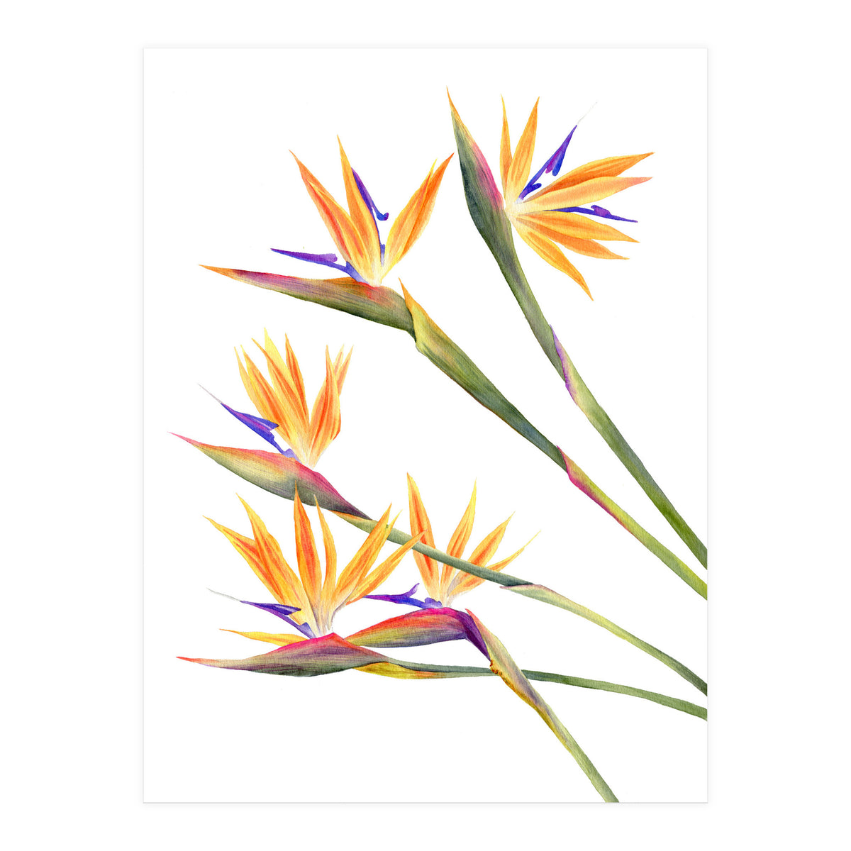 Strelitzien (Print Only)