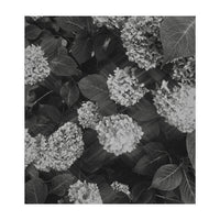 Hydrangeas | Black & White Portrait (Print Only)