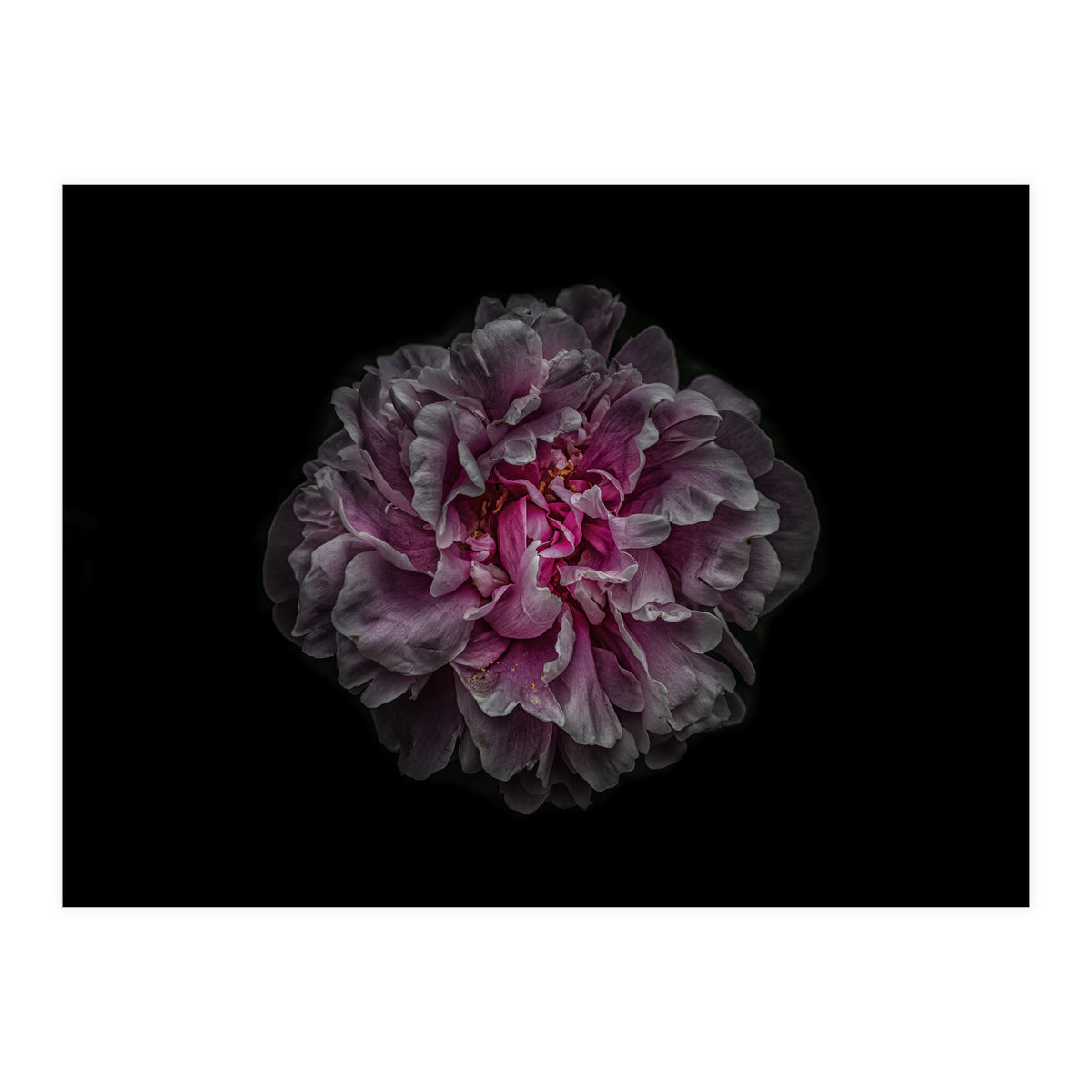 Backyard Flowers No 116 Color Version (Print Only)