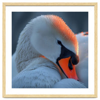 Close Up Of A White Swan With Water Droplets
