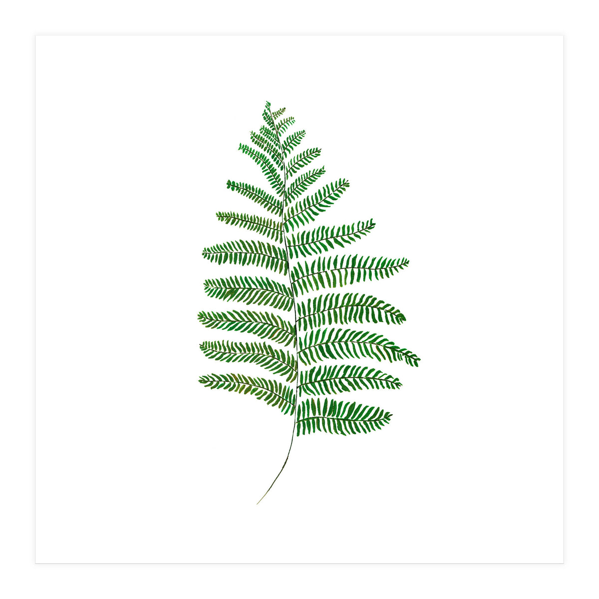 Fern  (Print Only)