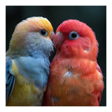 Two Lovebirds Nuzzling Close Up Portrait (Print Only) thumbnail