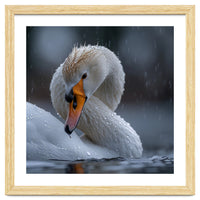 White Swan Bird With Water Droplets In Rain