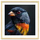 Black Bird With Red Eyes And Orange Chest Feathers thumbnail