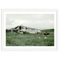 Sheep with a farmhouse - Iceland