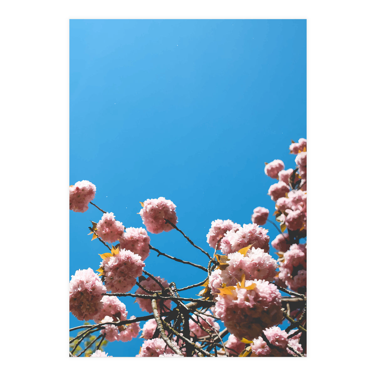 Pink Summer (Print Only)