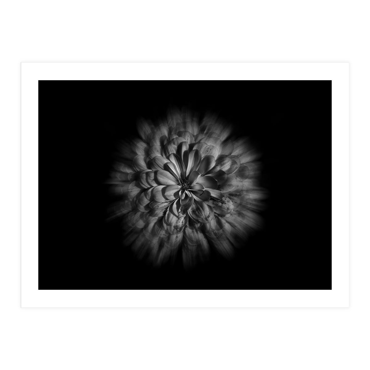 Backyard Flowers In Black And White No 48 Flow Version (Print Only)