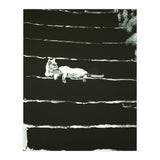 Cat On Stairs (Print Only) thumbnail