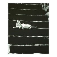 Cat On Stairs (Print Only)