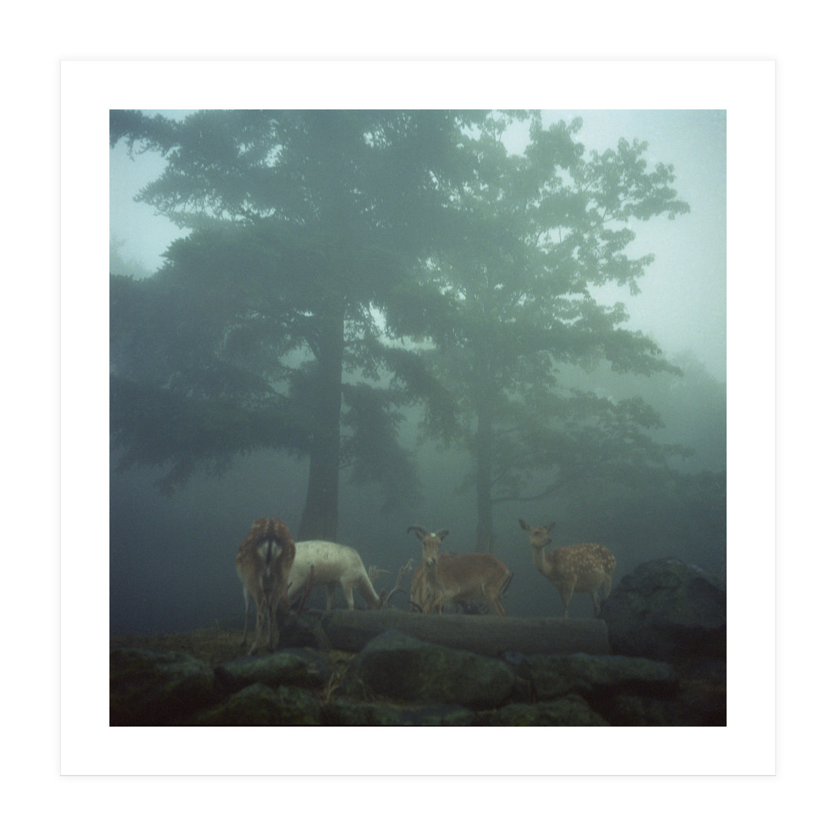 Silence of breath - 05 (Print Only)