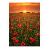 Poppies At Sunset (Print Only) thumbnail
