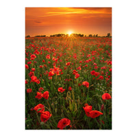 Poppies At Sunset (Print Only)