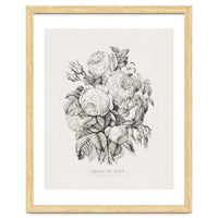 Currier & Ives – Rose of May (1870)