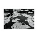 Lotus Pond | Black & White Landscape (Print Only) thumbnail
