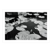 Lotus Pond | Black & White Landscape (Print Only)