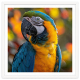 Blue And Gold Macaw Parrot Close Up Portrait thumbnail