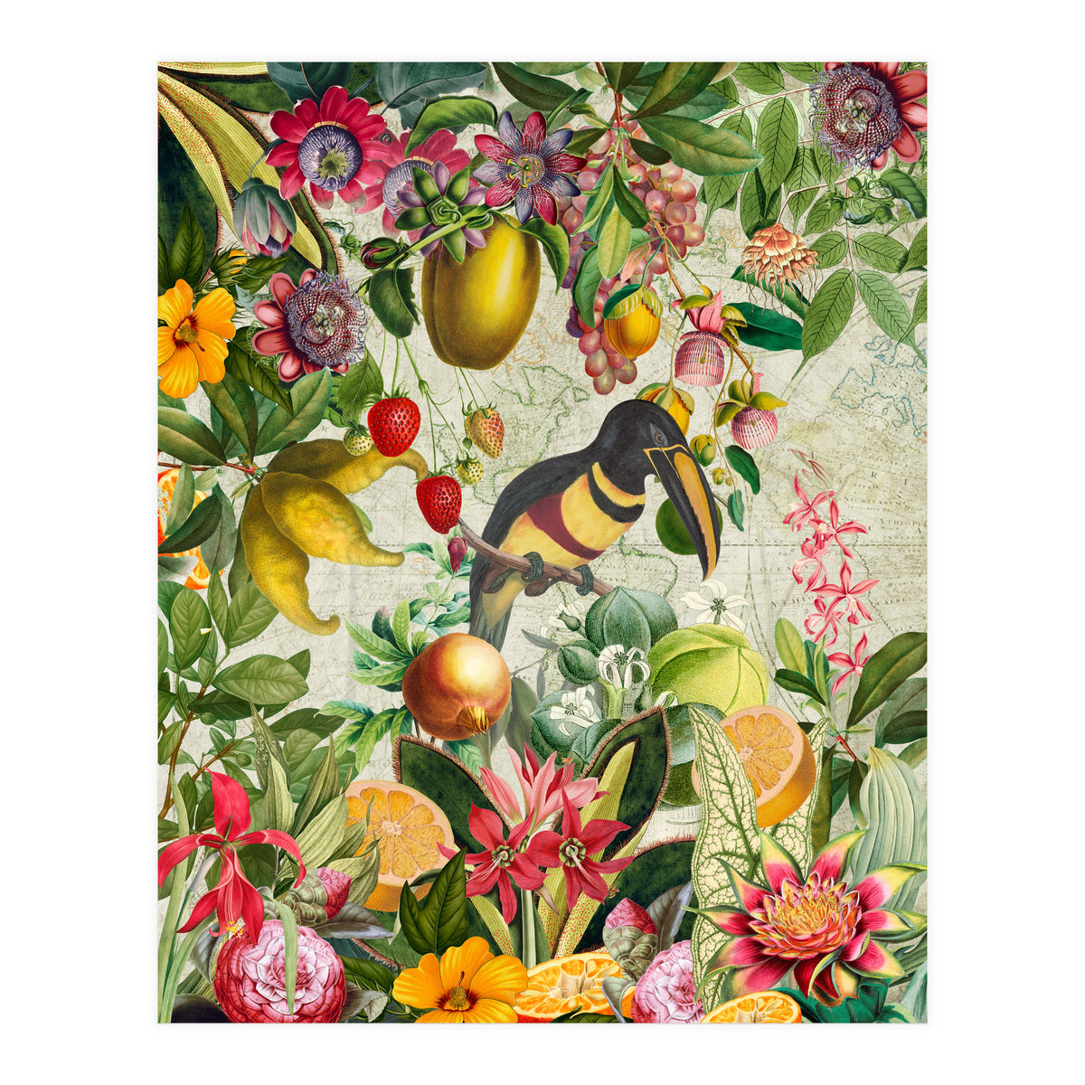 Toucan vintage jungle  (Print Only)